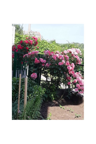 Плетиста троянда Світ Кісс у вертикальному озелененні